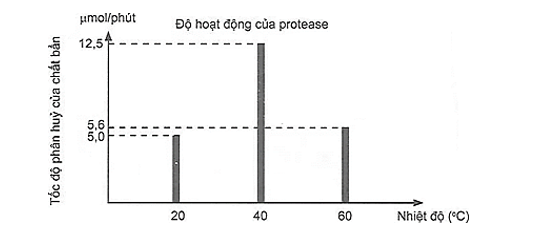 Protease là một loại enzyme quan trọng, không thể thiếu trong tất cả các sản phẩm giặt rửa, đặc biệt là trong bột giặt. Protease có khả năng phân huỷ các vết bẩn khó sạch như thức ăn, máu và các dịch cơ thể, (ảnh 1)