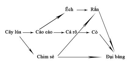 Lưới thức ăn là gì cho ví dụ? ý nghĩa lưới thức ăn trong hệ sinh thái