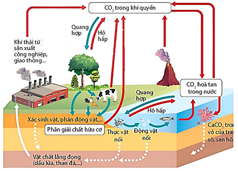 Tìm hiểu về chu trình tuần hoàn carbon trong tự nhiên, có bao nhiêu phát biểu sau đây đúng? (ảnh 1)