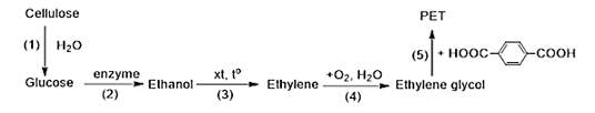 Poly(ethylene terephthalate, PET) là một polymer có khả năng chịu lực và chịu nhiệt cao nên được ứng dụng rộng rãi làm hộp đựng, chai nhựa, sợi polyester… Quá trình chuyển hóa (PET) từ cellulose được thực hiện theo sơ đồ sau: (ảnh 1)