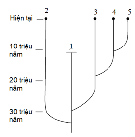 Hình bên mô tả cây phát sinh chủng loại, loài số bao nhiêu có khả năng xuất hiện sớm nhất? (ảnh 1)