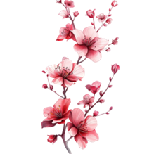H&igrave;nh ảnh C&aacute;nh Hoa đ&agrave;o PNG, Vector, PSD, v&agrave; biểu tượng để tải về miễn ph&iacute; |  pngtree