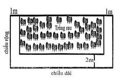 Một mảnh đất hình chữ nhật có chiều dài gấp 3 chiều rộng. Người ta làm lối đi xung quanh mảnh đất với kích thước như hình vẽ bên, phần còn lại của mảnh đất trồng rau. (ảnh 1)