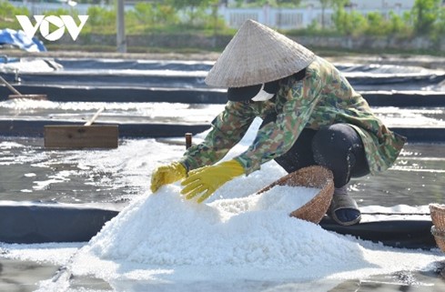Sản xuất muối là một nghề phổ biến của diêm dân ở các vùng ven biển nước ta. Sau khi cho nước biển chảy vào ruộng, nhờ ánh nắng mặt trời mà nước cạn dần để lại các hạt muối trắng tinh.  (ảnh 1)