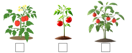 Đếm và điền (x) vào ô trống dưới cây có nhiều quả nhất. (ảnh 1)