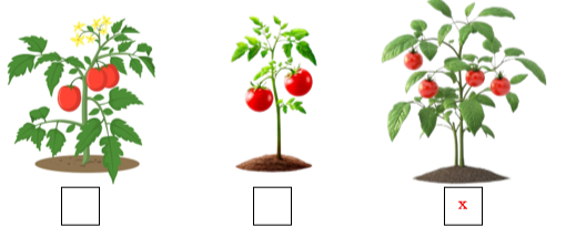 Đếm và điền (x) vào ô trống dưới cây có nhiều quả nhất. (ảnh 2)