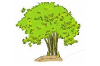 Đọc và giải câu đố sau: Cây gì mang dáng quê hương Thân chia từng đốt, rợp đường em đi Mầm non dành tặng thiếu nhi Gắn trên huy hiệu, em ghi tạc lòng? (ảnh 1)