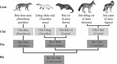 Cây phát sinh chủng loại của Bộ Ăn thịt (Carnivora) dưới đây: (ảnh 1)