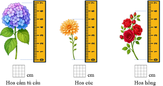Số? ... cm Hoa cẩm tú cầu (ảnh 1)
