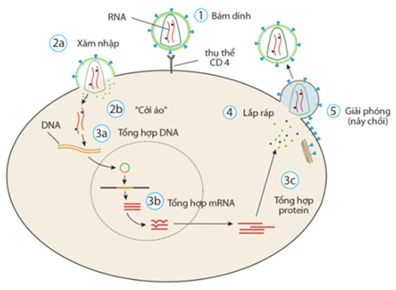 A diagram of a cell

Description automatically generated