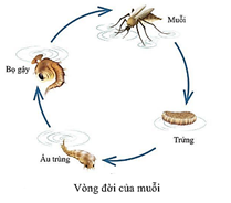 Hình bên mô tả vòng đời của muỗi, mỗi nhận định dưới đây là đúng hay sai?   (ảnh 1)