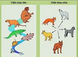 Quan sát hình ảnh và xét tính đúng sai của các nhận định sau: (ảnh 1)