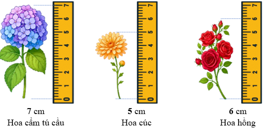 Số? ... cm Hoa cẩm tú cầu (ảnh 2)