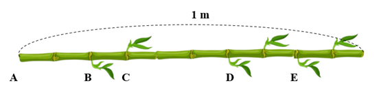 Quan sát hình vẽ sau và điền số thập phân thích hợp vào chỗ chấm: AB = ............ m                         BC = ............. m                        DE = ............... m (ảnh 1)