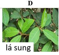 Bánh chưng thường được gói bằng lá gì? (ảnh 1)