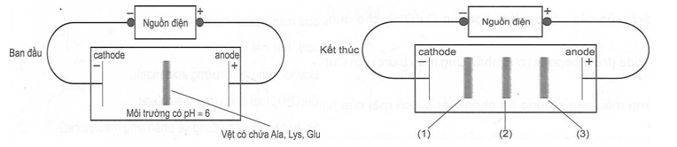 Một thí nghiệm được mô tả như hình bên dưới. Cho các nhận định sau:  (a) Thí nghiệm nhằm tìm hiểu tính điện di của amino acid. (ảnh 1)