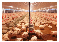 Một trang trại mỗi ngày thu được 2 000 quả trứng gà chia vào các giỏ mỗi giỏ chứa được 20 quả trứng. Hỏi số giỏ một ngày trang trại đó thu được? (ảnh 1)