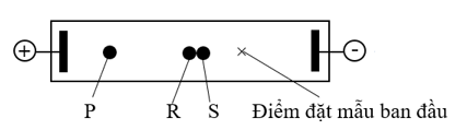 Dipeptide Phe-Tyr có cấu trúc:  Hỗn hợp của dipeptide Phe-Tyr và hai amino acid thành phần (Phe và Tyr) (ảnh 2)