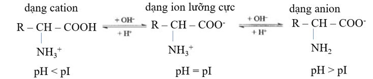 Điểm đẳng điện pI là giá trị pH mà tại đó tổng điện tích của một phân tử amino acid bằng 0. (ảnh 1)