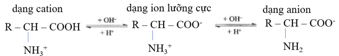 Trong dung dịch, tồn tại cân bằng hóa học giữa ion lưỡng cực với các dạng ion của amino acid đó. Ví dụ: (ảnh 1)