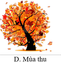 Hoa đào và hoa mai nở rộ vào mùa nào? (ảnh 5)