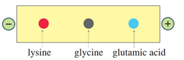 Giá trị pH mà khi đó amino acid có nồng độ ion lưỡng cực là cực đại được gọi là điểm đẳng điện (kí hiệu là pI). (ảnh 2)