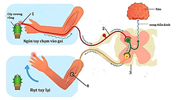  Bộ 2 đề thi cuối k&igrave; 2 Sinh học 11 Kết nối tri thức cấu tr&uacute;c mới (c&oacute; tự luận) c&oacute; đ&aacute;p &aacute;n (ảnh 1)