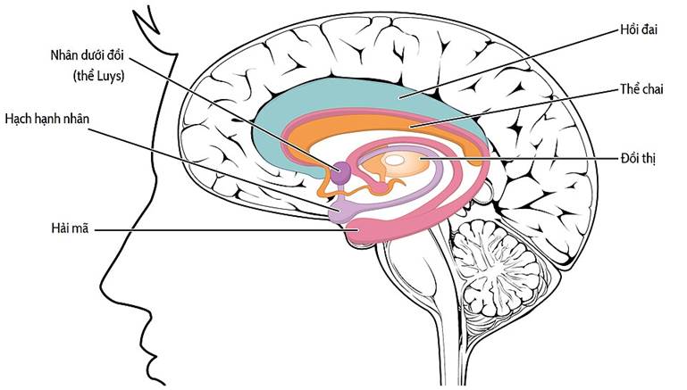 Tập tin:1511 The Limbic Lobe-vi.jpg