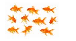 loading...