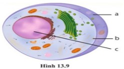 Quan sát hình ảnh dưới đây về cấu tạo tế bào A: Hãy chú thích tên các thành phần cấu tạo của tế bào A theo thứ tự (a), (b), (c). Nêu chức năng của mỗi thành phần. (ảnh 1)
