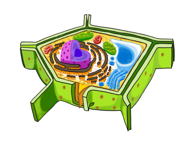 Tế bào nào dưới đây là tế bào thực vật? (ảnh 1)