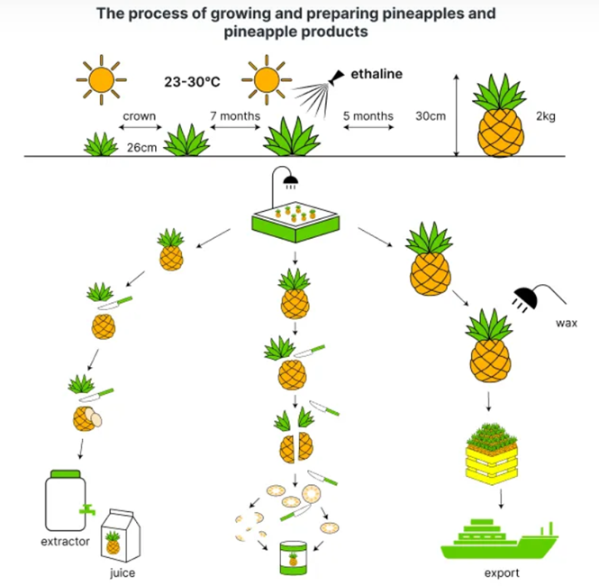 The diagram below shows the process of growing and preparing pineapples and pineapple product. Summarize the information by selecting and reporting the main features and making comparisons where relevant. (ảnh 1)