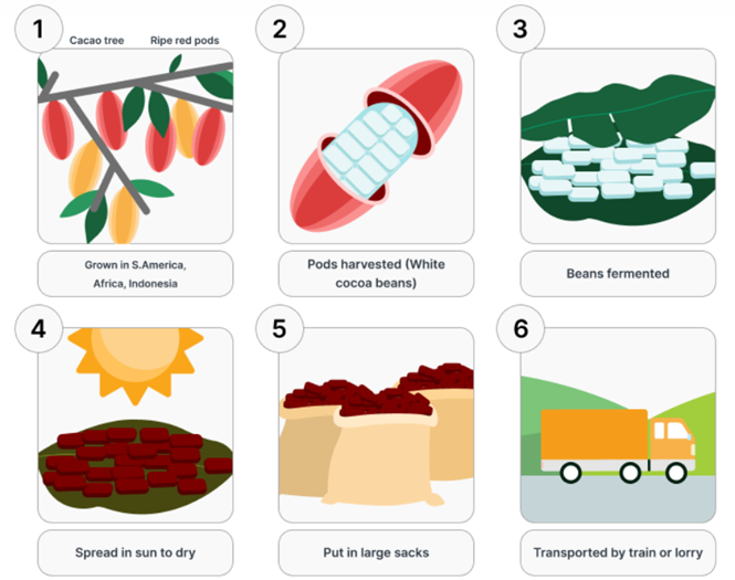 The diagram shows how chocolate is produced. Summarize the information by selecting and reporting the main features and make comparisons where relevant. (ảnh 1)