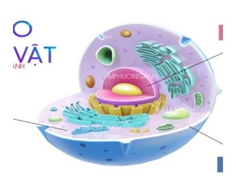Tế bào nào dưới đây là tế bào thực vật? (ảnh 3)