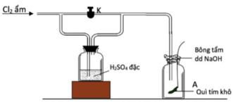 Trong thí nghiệm ở hình dưới đây, người ta dẫn khí chlorine ẩm vào bình A có đặt một miếng giấy quì tím khô. (ảnh 1)