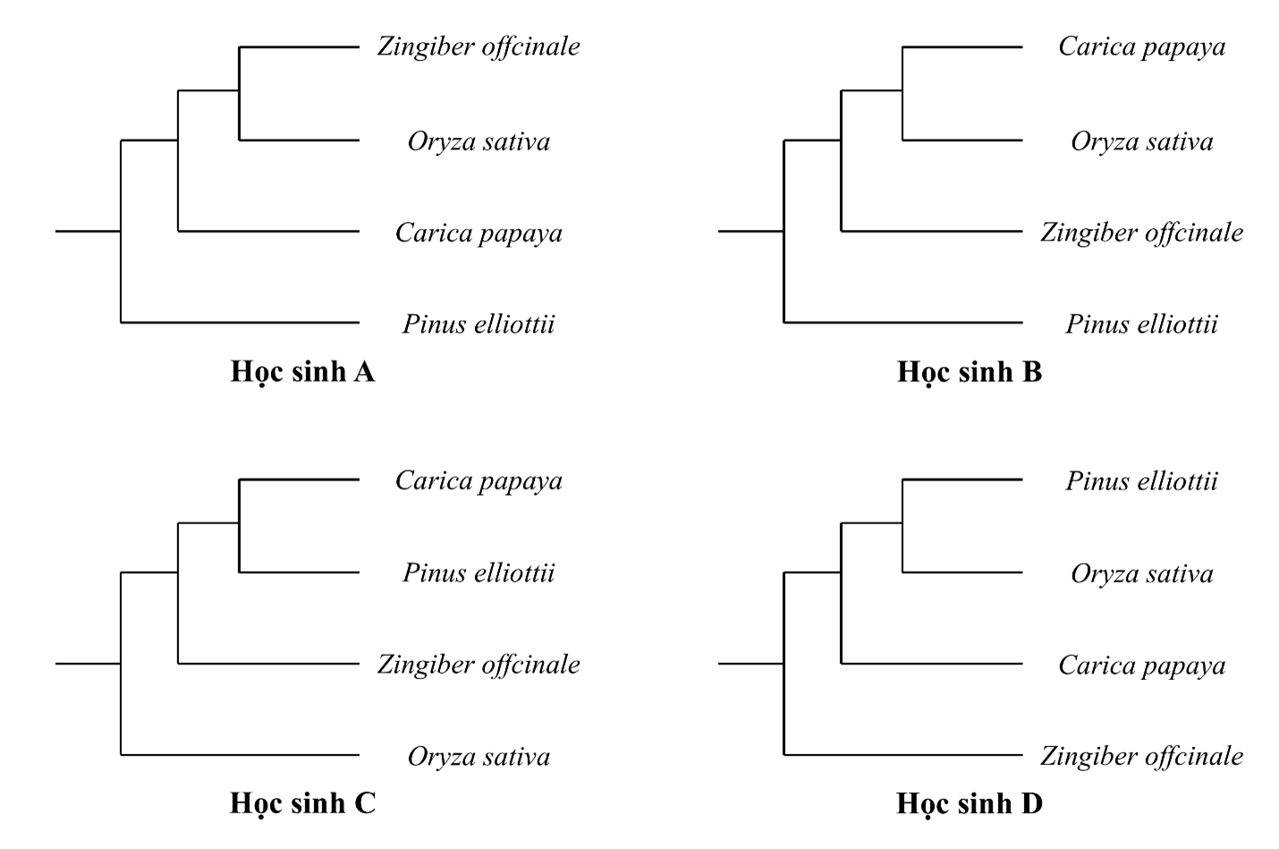 Kết quả phân tích mức độ giống nhau giữa gene mã hóa Maturase K (matK) của lục lạp ở một số loài thực vật thể hiện như bảng bên dưới: (ảnh 2)