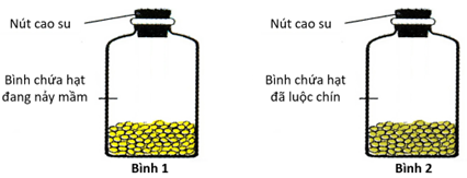 Hoàng tiến hành một thí nghiệm với hạt đậu nành trong hai bình thủy tinh đậy kín như sau: + Bình 1: chứa các hạt đang nảy mầm. + Bình 2: chứa các hạt đã luộc chín. (ảnh 1)