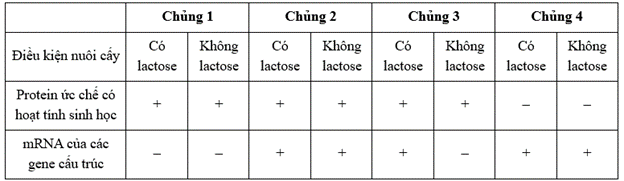 Khi nghiên cứu về hoạt động Operon lac của 4 chủng vi khuẩn E. Coli, trong đó có 3 chủng mỗi chủng bị đột biến ở một vùng gene và 1 chủng bình thường, người ta thu được bảng kết quả ngắn gọn như sau: (ảnh 1)