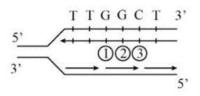 Hình ảnh dưới đây mô tả một đoạn DNA đang trong quá trình tái bản. Các nucleotide theo thứ tự (1) (2) (3) lần lượt là (ảnh 1)