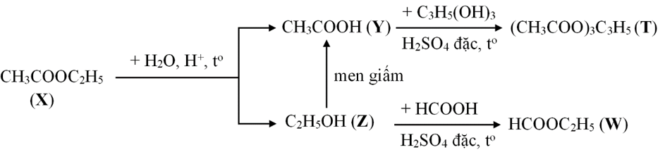 Cho sơ đồ phản ứng sau:

Biết rằng X, Y, Z, T, W là các hợp chất hữu cơ khác nhau; T chỉ chứa một loại nhóm chức.
Trong các phát biểu sau, phát biểu nào đúng, phát biểu nào sai? (ảnh 2)