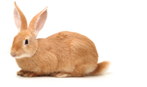 Listen and choose the correct picture. How many rabbits does Lucy have? (ảnh 2)