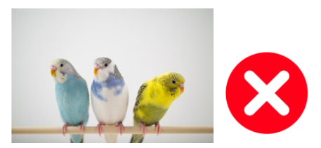 Listen and choose the correct answer. (ảnh 2)