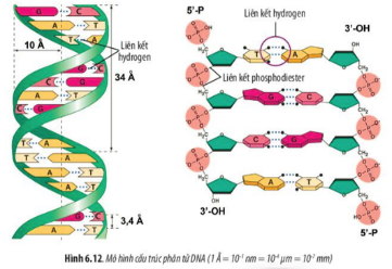 Quan sát mô hình cấu trúc DNA ở Hình 6.12, cho biết các phát biểu sau Đúng hay Sai? (ảnh 1)