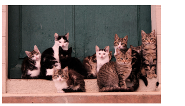 Listen and choose the correct picture. How many cats does Mary have? (ảnh 3)