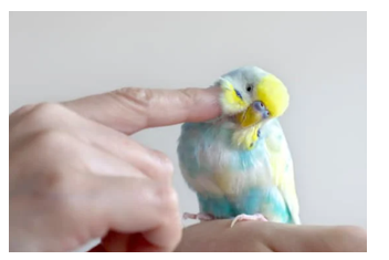 Listen and choose the correct picture. (ảnh 2)