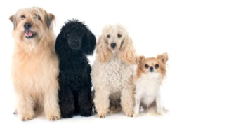 Listen and choose the correct picture. What pets does Tony have? How many? (ảnh 2)