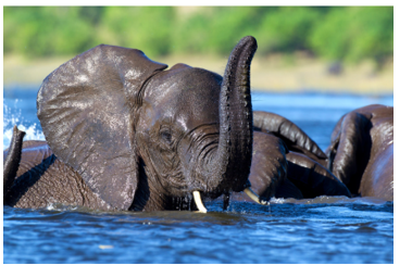 Listen and choose the correct picture. What’s the animal doing? (ảnh 2)