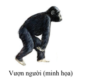 Quan sát hình ảnh minh họa và cho biết: nội dung nào dưới đây mô tả đúng về vượn người? (ảnh 1)
