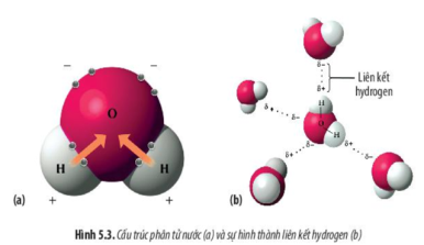 Hình 5.3 dưới đây mô tả cấu trúc phân tử nước và sự hình thành liên kết hydrogen. Mỗi nhận định sau đây là Đúng hay Sai về cấu trúc này? (ảnh 1)