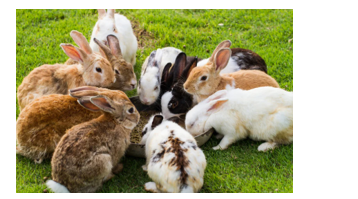 Listen and choose the correct picture. How many rabbits does Lucy have? (ảnh 3)